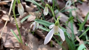Flowers primroses snowdrops grow in the forest in the bright sun.