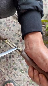 1.1K views · 558 reactions | From these tiny Kynam branches, there's a natural secretion of pure black agarwood resin!#Agarwood #Agarwoodtree #Kynam #Kynamtree #KynamAgarwood | Miki Lee | Facebook