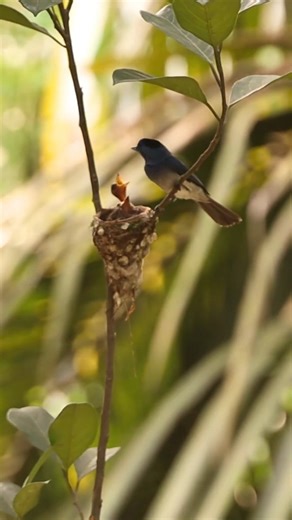 🐦 Bird Photography Guide: https://pixelspeaks.photography/bird-photography-tips/ 🐾 Wildlife Photography for Conservation: https://pixelspeaks.photography/wildlife-photography-for-conservation/ Black-naped Monarch: Dual Parent Care and the Conservation of Purbasthali's Riverine Habitats... A masterclass in teamwork and devotion! 📹 This extraordinary reel, filmed in Purbasthali, West Bengal, captures both the mother and father Black-naped Monarch (Hypothymis azurea) attending to their chicks. W