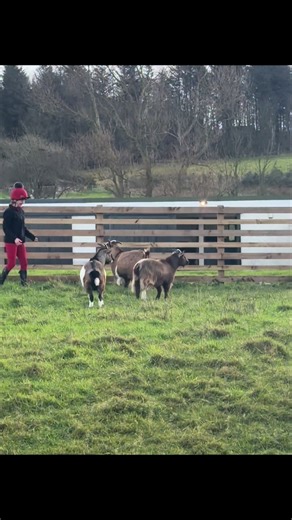 Some fun with the goats before riding🐐 #goats #horseriding #stables #kidsbeingkids #animals @Cerys McLean & Kirsteee5