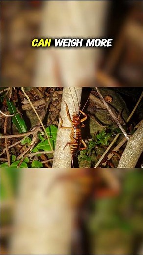 Top Ten Endemic Animals of New Zealand: The Wētā