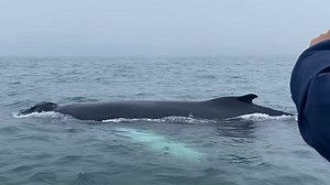 When a humpback comes to say ‘hello’