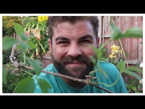 HOW TO TAKE SUCCESSFUL CLEMATIS CUTTINGS. 🌺🌱 FREE PLANTS . Propagation No o.5