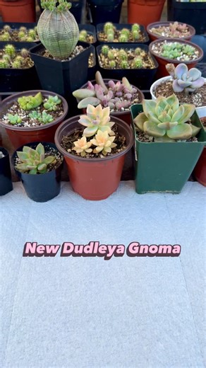 Nova Cactus & Succulent Grower on Instagram: "First Dudleya 🌫️🤍 Finally got my hands on my first Dudleya, Dudleya gnoma, picked up from @succulentsdepot. I can’t wait to slowly introduce it to sun and watch that powdery white coating come in. That chalky layer helps protect the plant from intense sun and reduces moisture loss, which is why patience really matters with Dudleyas. Excited to finally have one in the collection and see how it settles in over time. #dudleya #succulents #plantcollect