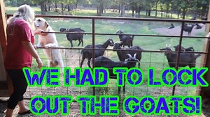 12K views · 1K reactions | We had to lock out the Spanish Goat herd from the barn. This was so we could pull the Polaris Ranger into the barn and fill up their feed barrel. This way they wouldn't get out of the double door. I show you all how I mix all the feed with the creep feed, alfalfa pellets and black oil sunflower seeds. This really makes their coats shiny. #goats #spanishgoats #farm | Hidden Heights Farm | Facebook