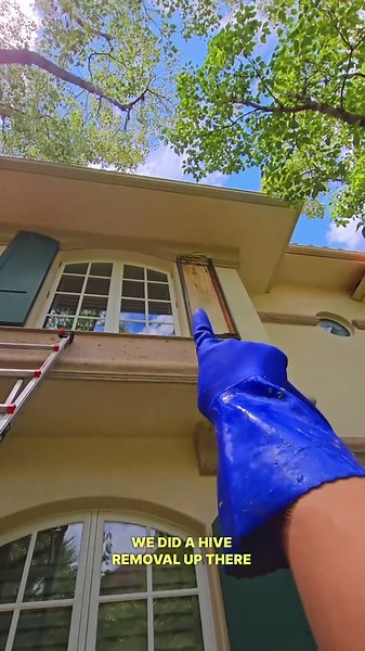 200-Pound Beehive Removal Nearly Ends in Disaster