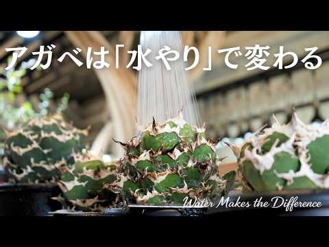[Complete Guide] From Seedlings to Mature Plants! How to Water Your Agave to Keep It Compact and ...