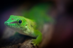 Can You Co-Habit Giant Day Geckos? What You Need To Know – Reptiles & Amphibians