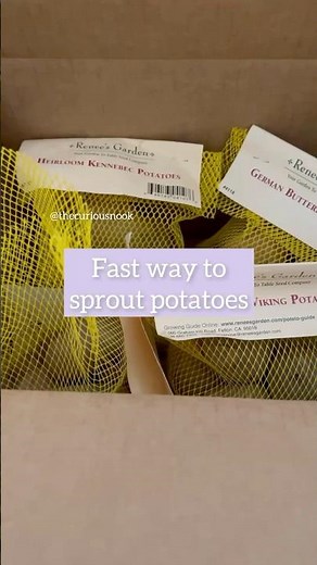 How to sprout potatoes? This is the fastest way to sprout potatoes to get them ready for planting.