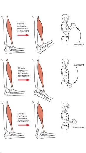 Types of Muscle Contraction 💪Isometric|Concentric | EccentricStrong muscles,better control 🔥#workout