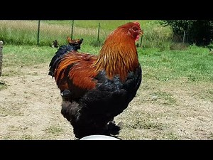 Giant ROOSTER | Brahma Chickens - Video 4K