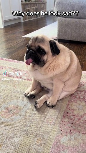 Adorable Pug Puppy Timmy looking sad with Teddy by his side