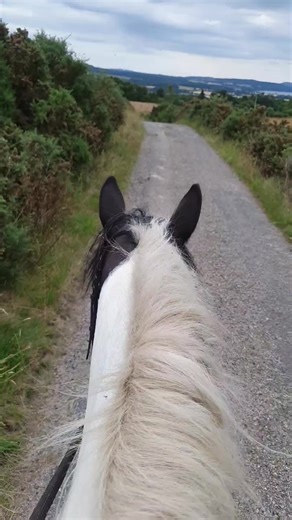 Petplan Summer Area Festival and Music Festival 2025 Blog! WOW! What an experience that was! After hitting a rocky and difficult patch and loosing my confidence a bit and alot of tears and doubt, Cally and I competed and completed our First Petplan Area Festival held at Rockrose Equestrian Sports Centre. Cally was an absolute superstar and didn't put a hoof wrong all weekend! - extra treats for Cally bee! Saturday Morning - Arena Walk 07.15am - went well, no issues, followed by a morning work in