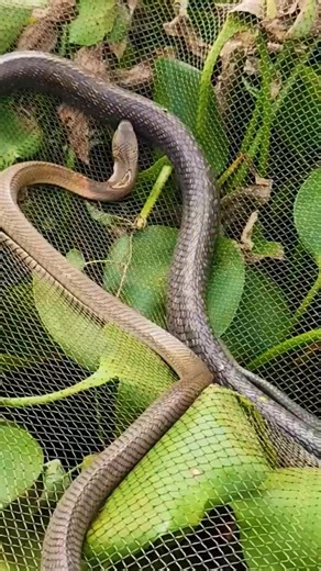 Two cobras fighting over food #vidio #reels #viral #fyp #jangkauanluas | Azul Permak