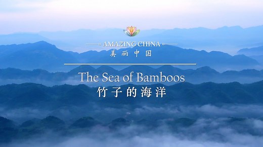579K views · 31 reactions | Yibin City, in southwest China's Sichuan Province, has the largest bamboo forest in the world covering 27 mountains and more than 500 peaks. Hundreds of millions of bamboos form a green sea in the inland area. #AmazingChina For more: https://news.cgtn.com/news/2020-01-17/The-Sea-of-Bamboos-The-largest-bamboo-forest-in-the-world-Nk1WqubE1q/index.html | CGTN | Facebook