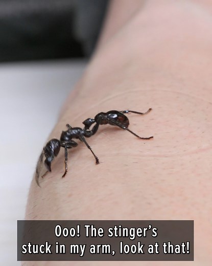 109K views · 2.1K reactions | Who knew an ant could create SO much pain?! | Coyote Peterson | Facebook