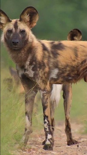 Are African Wild Dogs Wolves or Dogs?
