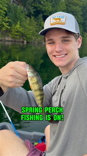Spring PERCH Fishing Right NOW! 🎣🐟 #shorts #fishing