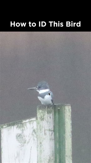 Can you identify this bird?