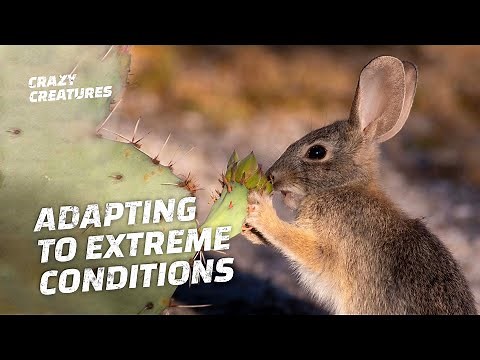 Amazing Animals That Have Adapted to Living in the Desert