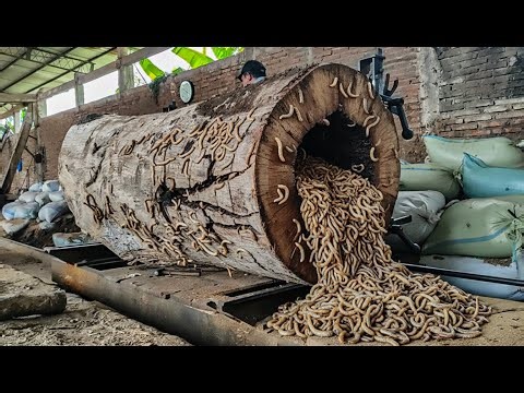 DISGUSTING MOMENT!! Swarm of Violent Flies Erupts from Inside Rotten Wood During Sawmill Process