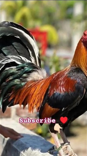 Red Rooster #farming #rooster #roosterfarm