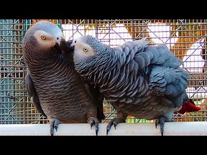 African grey Breeding setup