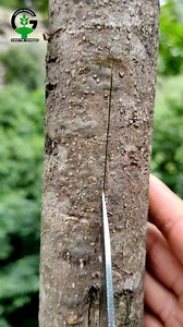 Olive tree grafting technique in summer season #olive #grafting #shortsvideo | Easy Grafting Techniques