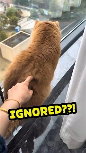 Why Cats Ignore Their Owners - Here's What's Really Happening