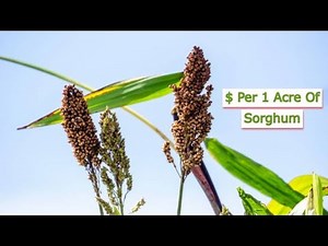 How much Money Can You Make From 1 Acre Of Sorghum? | Smart Agri Hub