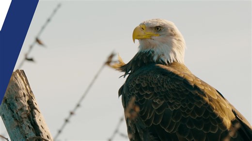 Eagles flock to DTE Energy’s Monroe Power Plant every winter, where local conditions make for a buffet for birds. See how we share these magnificent animals with the public while preserving their habitat! | DTE Energy