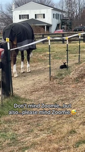 Zoozoo literally has no fear. 😅🤦🏻‍♀️ #barncat #farmhand #horselife #zoomie #horse