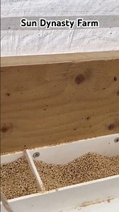 Quail grow out tractor with sand baths. See full video.