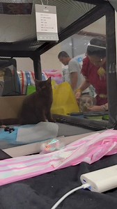 1.3M views · 41K reactions | Kết thúc World Show Thái Lan và thành tích đạt được của team tuy không cao nhưng tụi tui đã cực kì vui. Hẹn năm sau và nhất định chúng tui sẽ mạnh hơn. #cauvang #mecauvang #worldcatshow #catshow #wcf #lememcauvang #snappytomvietnam #catmeocungdinh #catcungdinh #petour #biteofwild #snappytom | Cậu Vàng | Facebook