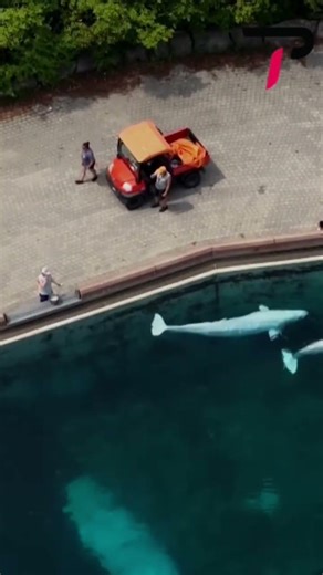Canada Approves Transfer of 30 Beluga Whales from Marineland