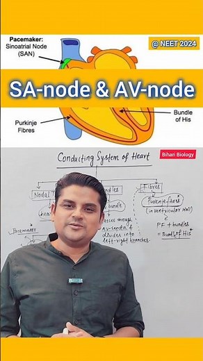 SA-node and AV-node #heart #circulatory_system #nursing #neet2024 #ncertbiology