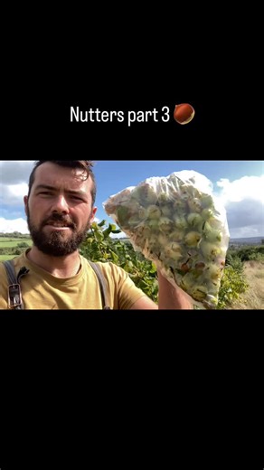 Middle Ground Growers on Instagram: "NUTTERS PART 3 - Uk Nut production Our first nut harvest just 4 years after planting ! It’s a little one but we look forward to more each year if we can keep the pesky squirrels at bay . The future of food is perennial - getting more of our proteins and nutrients from permanent , carbon sequestering , deep rooted plants , shrubs and trees has the power to transform agriculture . Perennial vegetables and grains are being trialled and making their way into diet