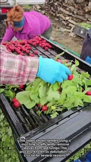 Automated Turnip Defoliation: A Farm Innovation