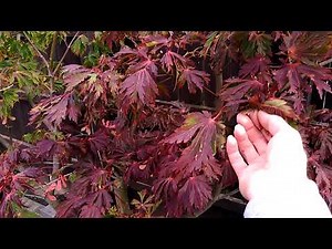 Japanese Maple Early Autumn/Fall Colours - Reasons Why? - (Part 1 of 6)