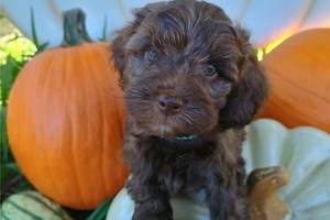 Chuck - Havapoo Puppy C4621E