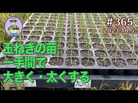 Give Your Onion Seedlings a Little Extra Care to Make Them Big and Thick - Episode 365 [Organic C...