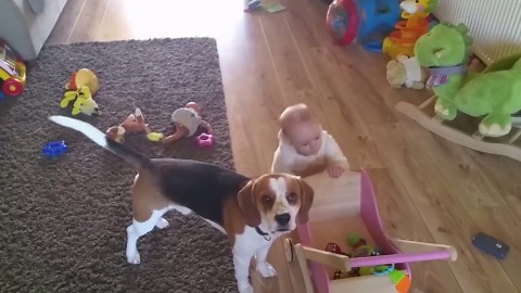 Beagle organizes baby’s toys in the pram