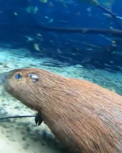 Capybara running through riverbeds to increase its swimming speed