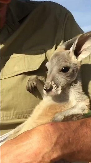 Cute Baby Kangaroo Wants To Be Cradled!