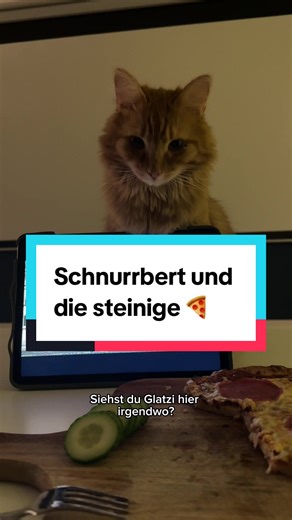 Schnurrbert und die steinige Pizza – Ein Katzenabenteuer