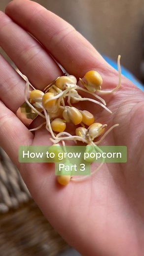 Growing Popcorn: A Plant Experiment