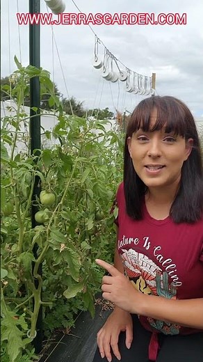 Determinate tomatoes are the BOMB! You need to grow more of these #garden #tomatoes #gardeningtips