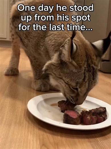 Wholesome Moments with Animals: Food for All