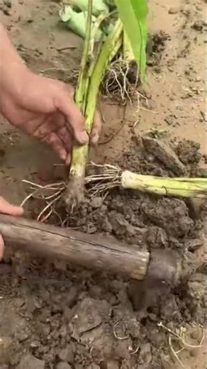 Planting Taro In Fertile Soil For Healthy Growth 🌱🥬