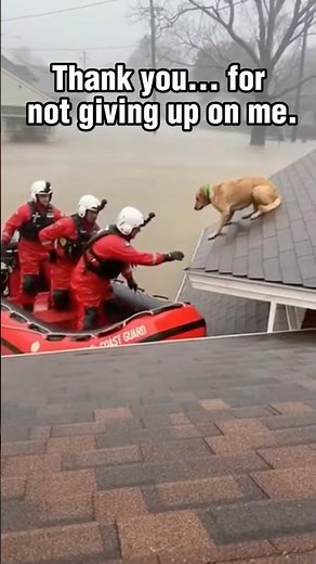 Coast Guard Saves Terrified Dog From Flooded Rooftop 💔🐶 | Heroic Rescue!